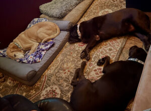 Chocolate Labrador Retriever