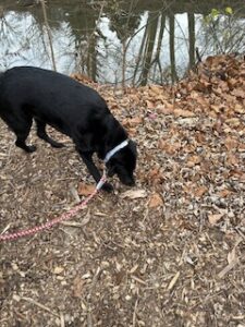 Black Labrador/Pyrenees Mix