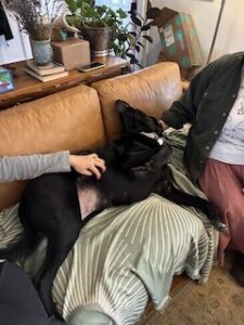 Black Labrador/Pyrenees Mix