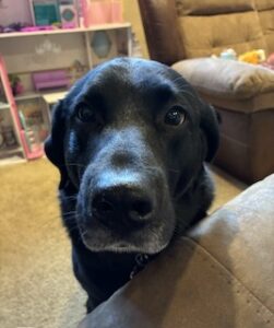 Black Labrador/Pyrenees Mix