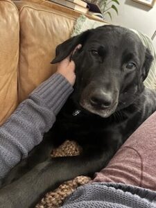 Black Labrador/Pyrenees Mix