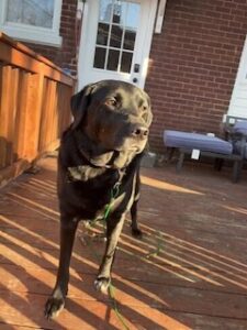 Black Labrador/Pyrenees Mix