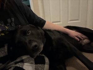 Labrador/Pyrenees Mix