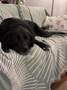Black Labrador/Pyrenees Mix