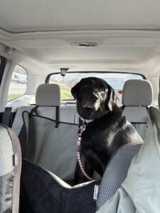 Black Labrador/Pyrenees Mix