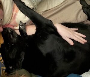 Labrador/Pyrenees Mix