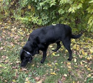 Black Labrador/Pyrenees Mix