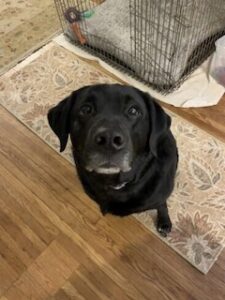 Black Labrador/Pyrenees Mix