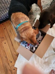 Yellow Labrador Retriever