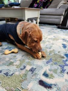 Yellow Labrador Retriever