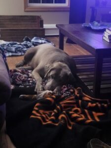 Silver Labrador Retriever