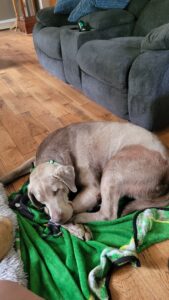 Silver Labrador Retriever