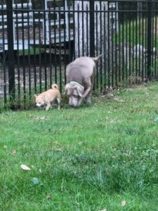 Silver Labrador Retriever