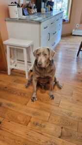 Silver Labrador Retriever