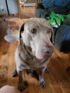 Silver Labrador Retriever