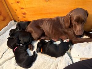 chocolate labrador retriever