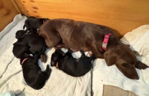 chocolate labrador retriever