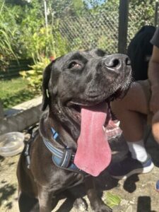 Black Labrador Mix