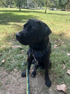 Black Labrador Retriever Mix