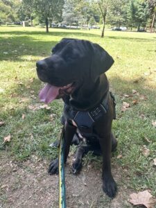 Black Labrador Retriever Mix