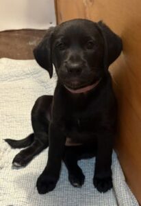 Black Labrador Mix