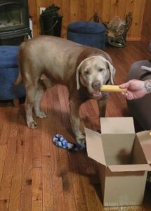Chocolate Labrador Retriever