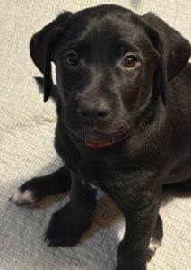 Black Labrador Mix