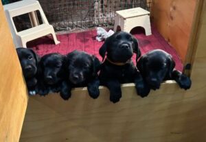 black puppies