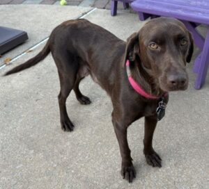 chocolate lab mix