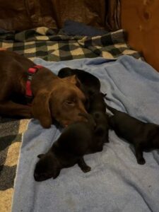 Chocolate Lab mix