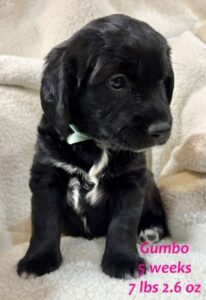 black puppy