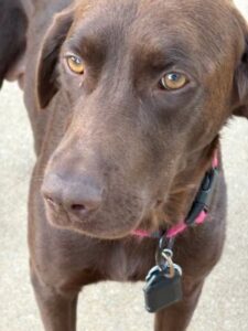 chocolate lab mix