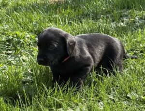 black puppies