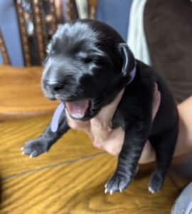 Labrador Retriever Mix