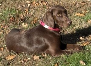 chocolate lab mix