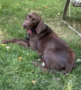 chocolate labrador retriever
