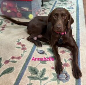 chocolate lab mix
