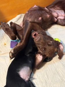 chocolate lab mix