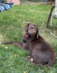 chocolate labrador retriever