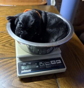 Labrador Retriever Mix