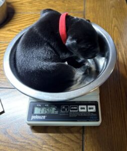 Labrador Retriever Mix