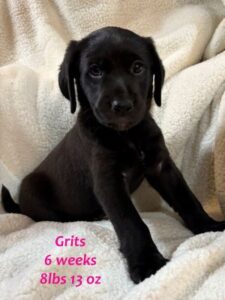 black lab mix puppy