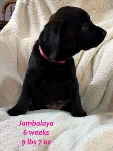 black lab mix puppy