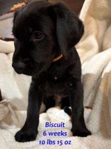 black lab mix puppy