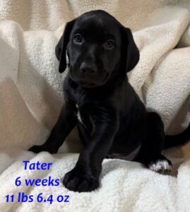 black lab mix puppy
