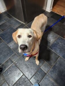 Yellow Labrador Retriever