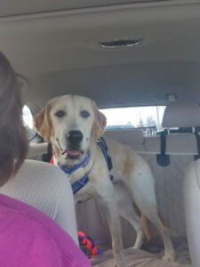 Yellow Labrador Retriever