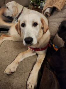 Yellow Labrador Retriever