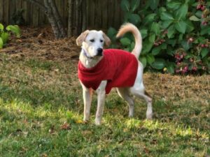 Yellow Labrador Retriever