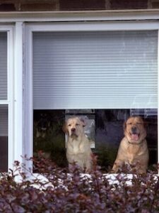 Yellow Labrador Retriever